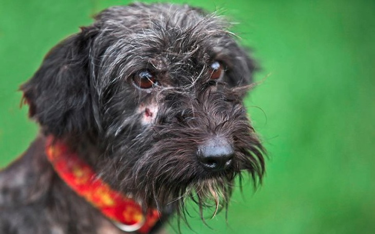 Zbiórka Wołamy o pomoc - zdjęcie główne