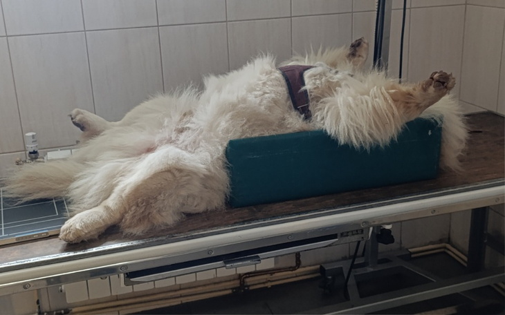 Zbiórka Operacja nóżki Pisiorka - zdjęcie główne