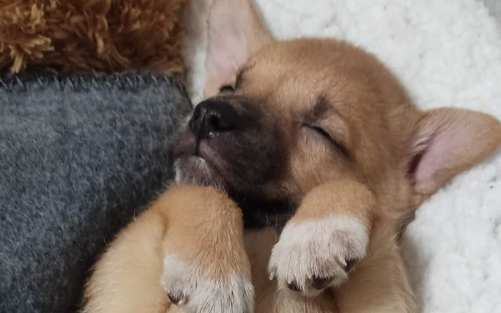 Zbiórka Ratujemy bezdomne szczeniaki - zdjęcie główne