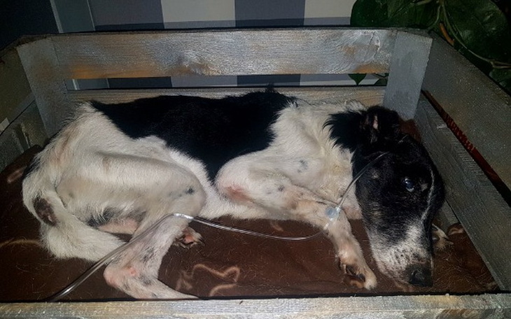 Zbiórka Abi-Harry walczy o życie POMOCY! - zdjęcie główne