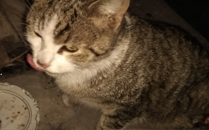 Zbiórka Operacja otwartego złamania kota - zdjęcie główne