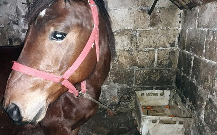 Koń w stajni, patrzący w stronę obiektywu.