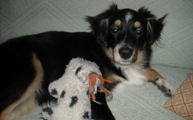 Zbiórka Badania i leczenie Gucia - zdjęcie główne