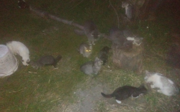 Zbiórka pomoc dla domowego schroniska - zdjęcie główne