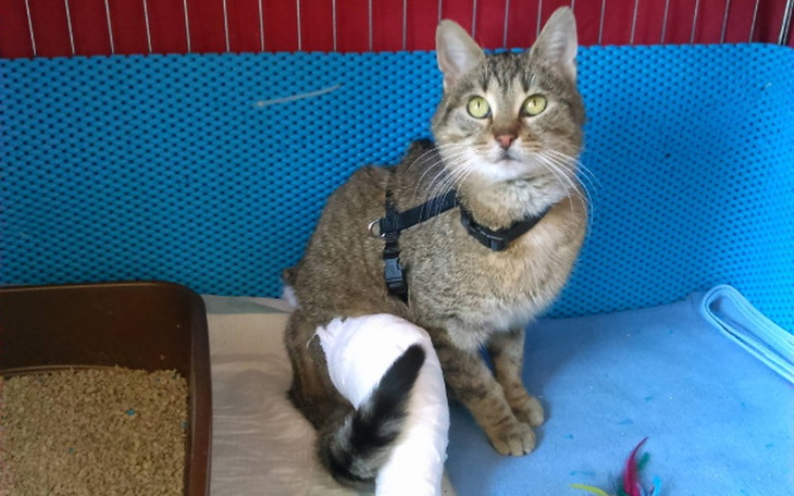 Zbiórka Walczyć czy się poddać?? - zdjęcie główne