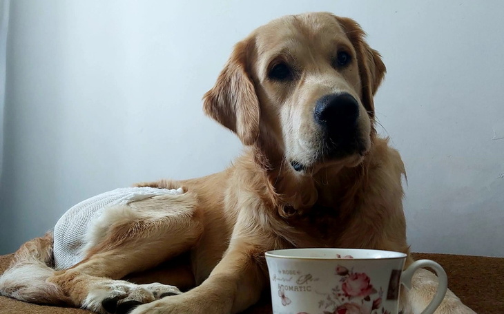 Zbiórka pilna operacja dla psa - zdjęcie główne