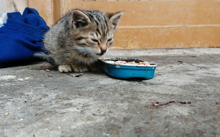 Zbiórka Na bezdomne i biedne kotki - zdjęcie główne