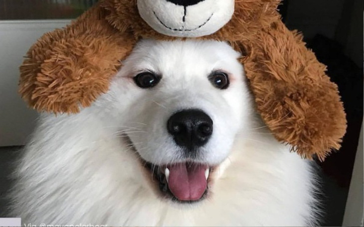 Zbiórka wymarzony szczeniak - zdjęcie główne