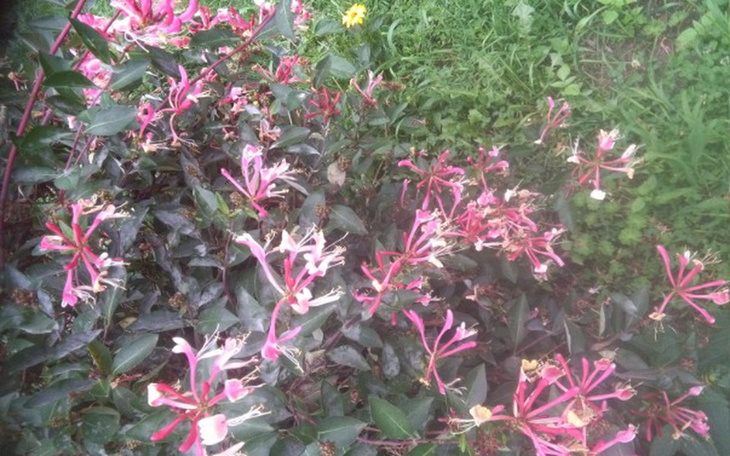 Zbiórka na lepsze życie....., - zdjęcie główne