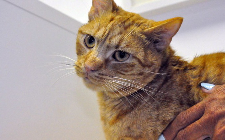 Rudy kot trzymany na rękach, z wyrazem smutku.