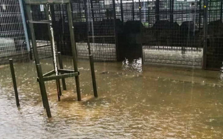 Zbiórka Remont schroniska po zalaniu! - zdjęcie główne