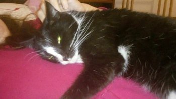 Zbiórka Rita, kot w pustym mieszkaniu..m - miniaturka zdjęcia