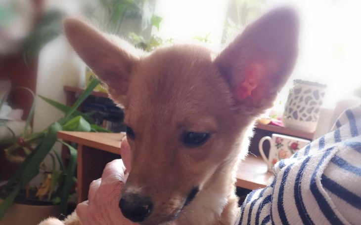 Zbiórka RIKO prosi o pomoc W OPERACJI - zdjęcie główne