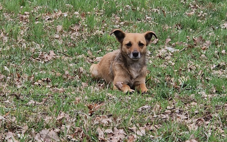 Zbiórka Zbiórka na Jamora dla suni z las - zdjęcie główne