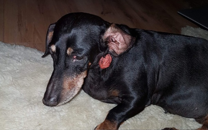 Zbiórka pomocna złotówka dla Bajki - zdjęcie główne