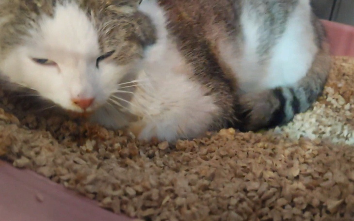 Kot leżący w kuwecie, otulony w miękkim żwirku.