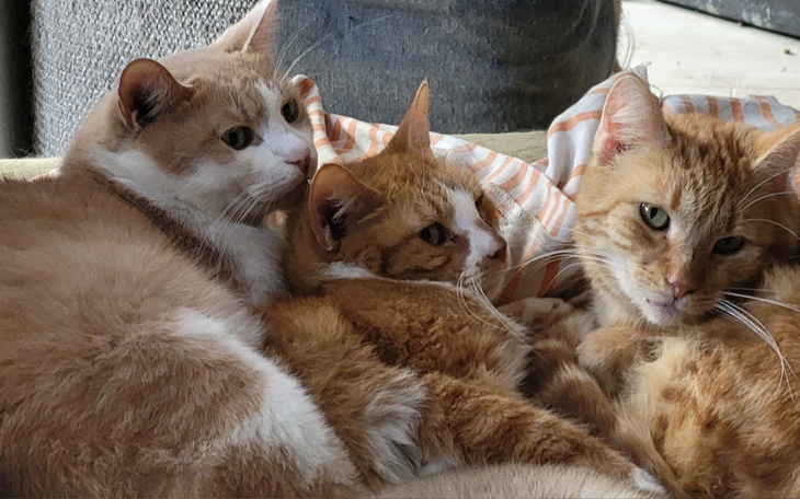 Trzy koty leżące razem na poduszce, w różnych pozach.