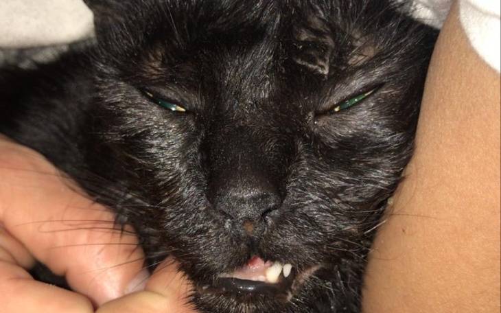 Zbiórka Pomoc w leczeniu klinicznym kota - zdjęcie główne