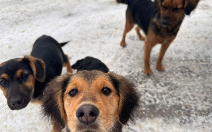 Zbiórka Transport i karma - zdjęcie główne