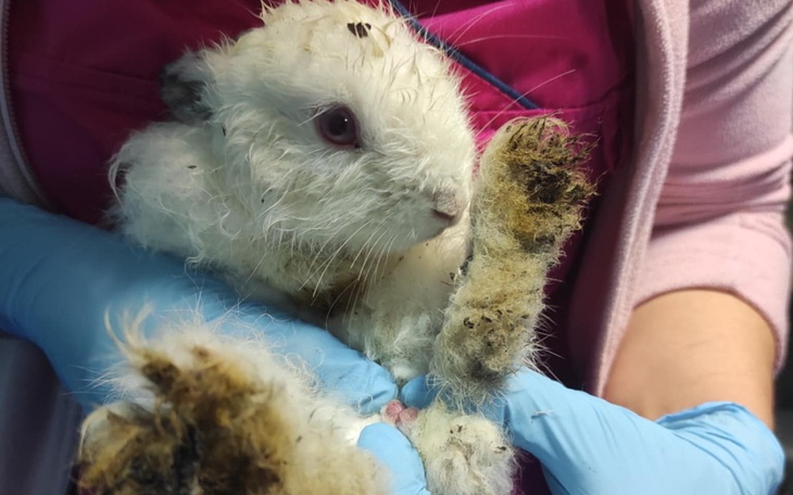 Zbiórka Błoto, deszcz i królicze dzieci - zdjęcie główne