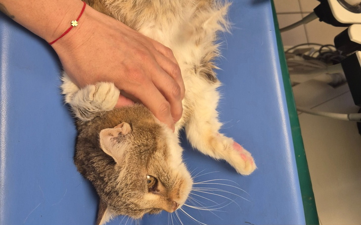 Kot na stole, otrzymujący pieszczoty od właściciela.