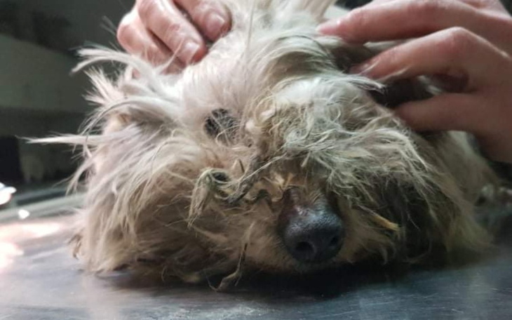 Zbiórka Na granicy życia... - zdjęcie główne