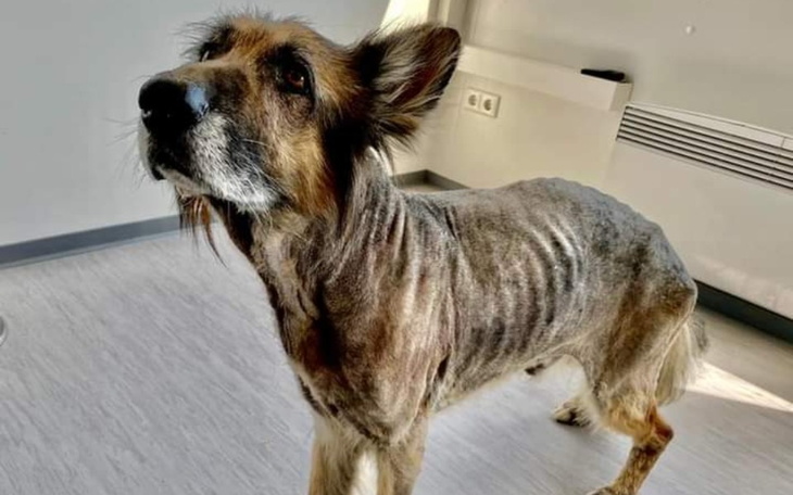 Zbiórka Pomóżcie mojemu psu proszę - zdjęcie główne