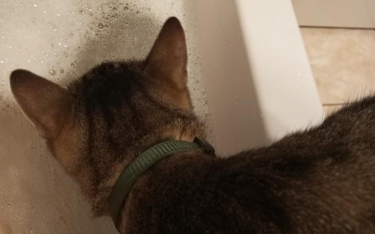 Kot z zieloną obrożą, pochylony nad wanną z wodą.