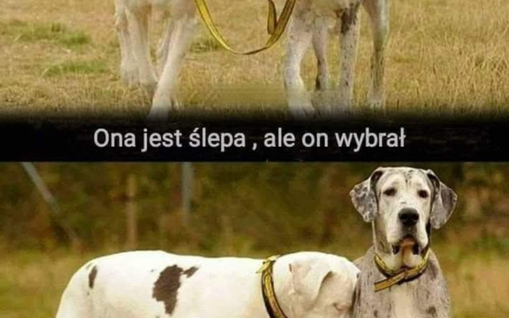 Dwa psy na spacerze, jeden z nich prowadzi drugiego.