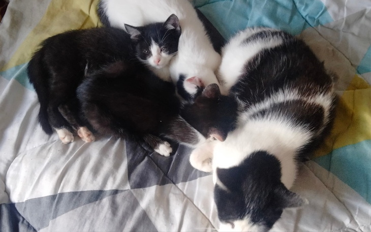 Zbiórka Karma dla małych kotków - zdjęcie główne