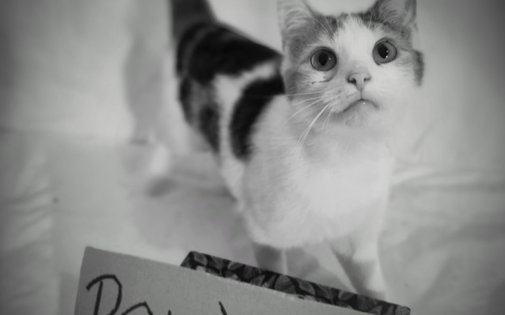 Kot w czarno-białym ujęciu, patrzący z ciekawością na kamerę.