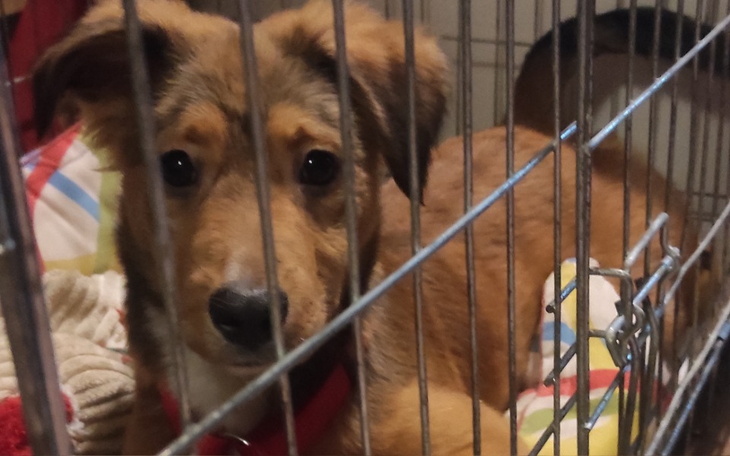 Zbiórka Lajla - cena jej zdrowia - zdjęcie główne