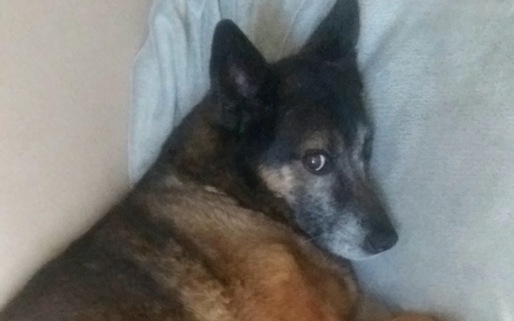 Zbiórka Na leczenie staruszka Misia - zdjęcie główne