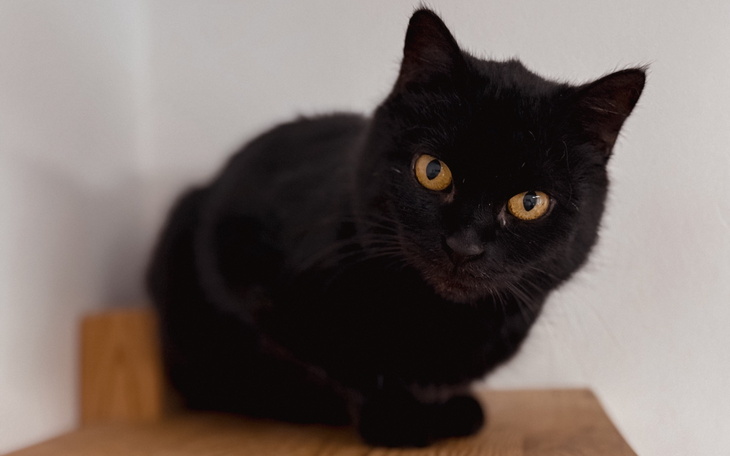 Czarny kot siedzący na półce, z intensywnymi żółtymi oczami.