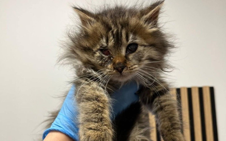 Kociak z niecodziennym wyglądem, trzymany w rękach.