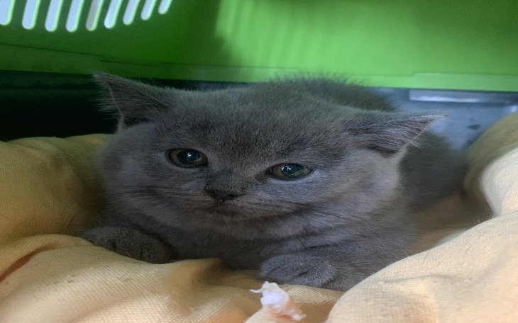 Zbiórka Kocia terapeutka Adela i FIP - zdjęcie główne