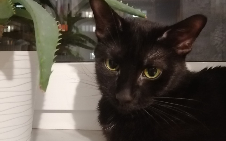 Zbiórka Ekstrakcja zębów u kotka - zdjęcie główne