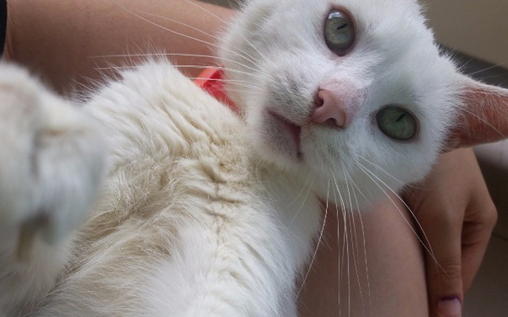 Zbiórka transfuzja i leczenie dla kotki - zdjęcie główne