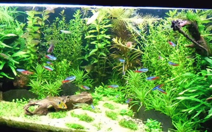 Zbiórka Na wymarzone akwarium - zdjęcie główne