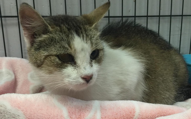 Zbiórka Bezdomna kotka w ciąży - zdjęcie główne