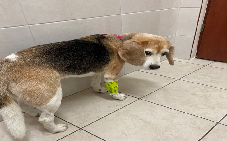 Zbiórka Leczenie Nowotworu Majlo - zdjęcie główne