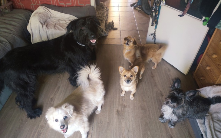 Zbiórka Z. Na weta karmy i przysmaki - zdjęcie główne