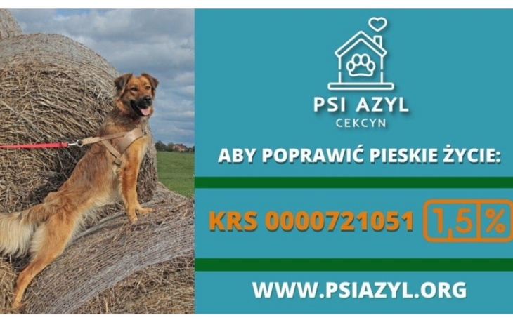 Zbiórka Przytulisko dla psów w Bysławiu - zdjęcie główne