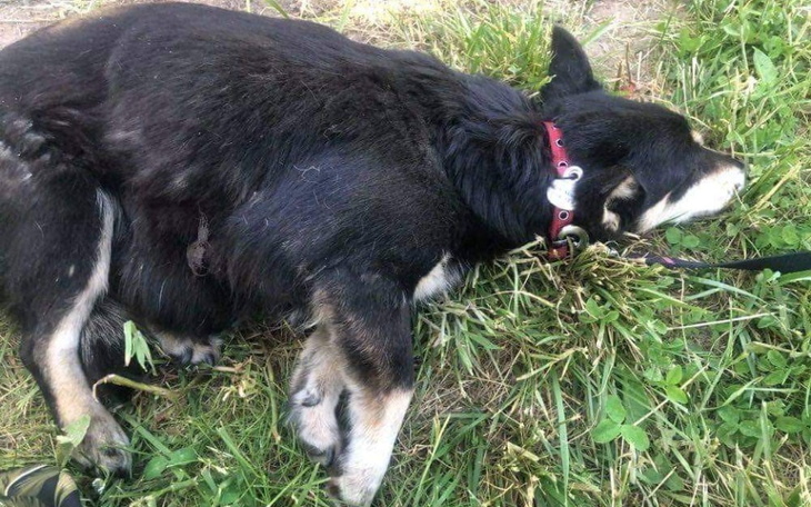 Zbiórka Nowotwór pożera Kokę - zdjęcie główne