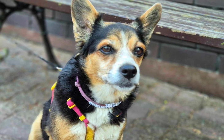 Pies patrzący w obiektyw, z wyrazem ciekawości.