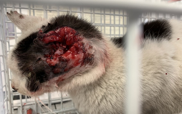 Zbiórka Niewyobrażalne cierpienie Sary - zdjęcie główne