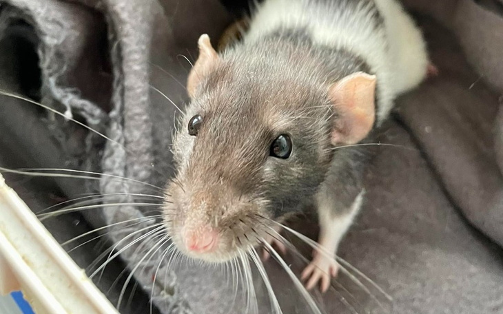 Zbiórka Marzec w Ogoniastych - zdjęcie główne