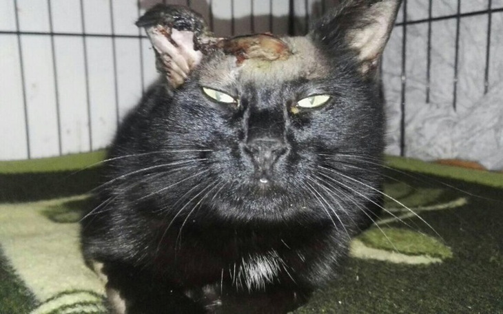 Zbiórka pomoc bardzoo pilna - zdjęcie główne