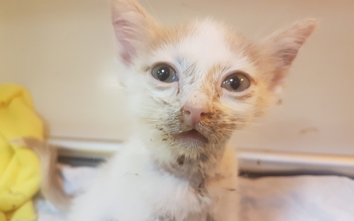 Zbiórka Dla kocurka Piotrusia - zdjęcie główne