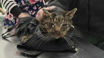 Zbiórka Teodor walczy o życie - miniaturka zdjęcia